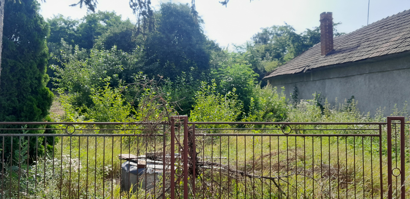 Znečistený pozemok, plný náletových drevín.