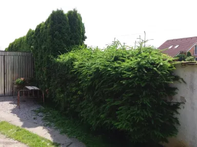 Fotografia zobrazuje živý plot zložený zo smrečkov a tují druhu smaragd pred prvým radikálnym strihom. 