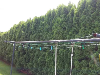 Zobrazenie druhej časti živého plotu pred radikálnym strihom. Stromy majú výšku viac ako tri metre a bolo potrebné ich znížiť. 