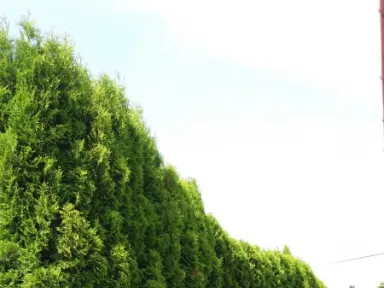 Opačný pohľad na živý plot pred radikálnym rezom. 