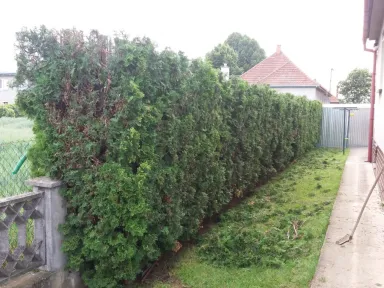 Živý plot po ukončení radikálneho rezu. Stromy sú značne zdevastované, ale boli zdravé a spamätali sa. Dnes sú krásne zelené.