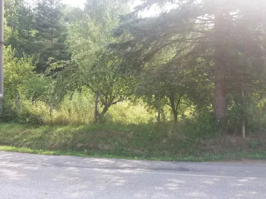 Pohľad do záhrady, ktorú ideme kosiť. Pre vyrastenú zelinu nie je vidieť plot, nie sú vidieť stromy. Ešte že tam je cesta a kanál, aby sme vedeli odkiaľ pokiaľ máme kosiť.