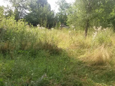 Burina v záhrade vyše chlapa. Kde je koniec záhrady nikto netuší.