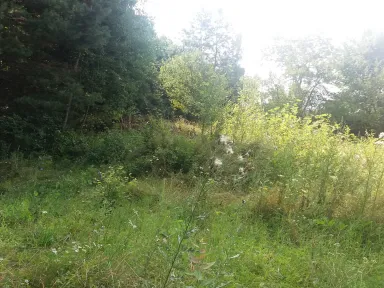 Horná časť záhrady. Burina všade, ktorú dopĺňajú náletové dreviny. Všetko sme odstránili. 