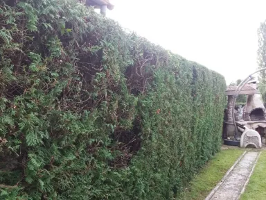 Pohľad na ostrihaný živý plot z hornej časti pozemku 