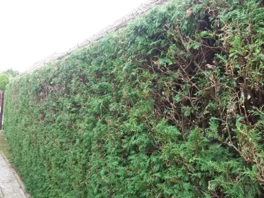 Pohľad na ostrihaný živý plot z dolnej časti pozemku 