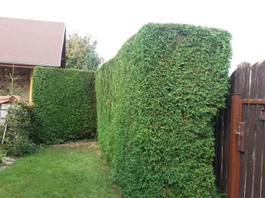 Ostrihaný živý plot pred domom od ulice. 