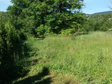 Slnkom zaliata záhrada, ktorá je tak zarastená, že nie je vidieť kde je jej plot. V ľavej časti fotografie sa nachádzajú náletové dreviny okolo plotu. V hornej čati fotografie je mohutný orech a zvyšok je pohľad na zaburinenú záhradu. 