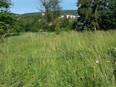 Fotografia zobrazuje slnkom osvietenú záhradu, plnú vysokej buriny. 