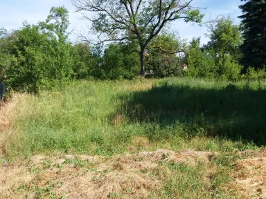 Pohľad na záhradu zo spodnej časti pozemku. V pozadí vidieť ovocné stromky, ktoré sú zo značnej časti náletové dreviny.