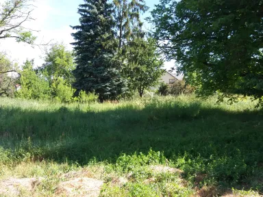 Pohľad do ulice. Zaburinená záhrada. V pravo mohutný orech. V zadu smreky a vyschnutý orech, ktoré sme neskôr všetky odstránili. 