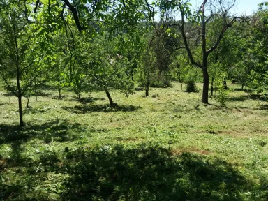Pohľad na pokosenú záhradu, na ktorej sa krásne ukázali ovocné stromky, ktoré boli dovtedy skryté v zeline.