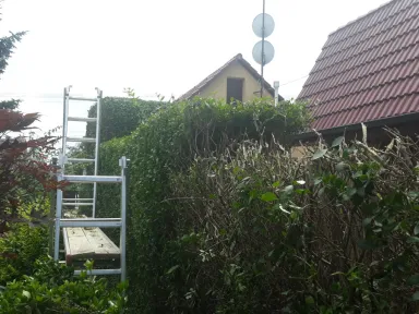 Začiatok strihania živého plota vo dvore. 