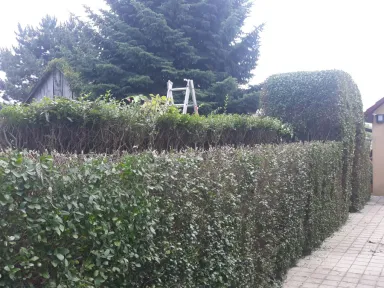 Priebeh strihania živého plota vo dvore. V zadnej časti vidieť prechod do druhej časti záhrady. 