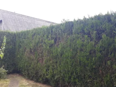 Ostrihaný živý plot od suseda. 