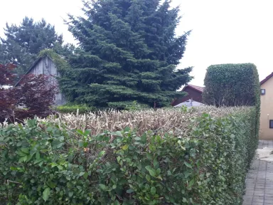 Ostrihaný živý plot. Upravený podľa požiadaviek zákazníka.