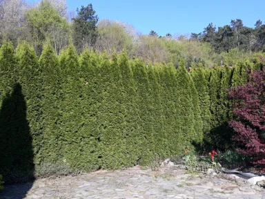 Pohľad na živý plot pred strihaním