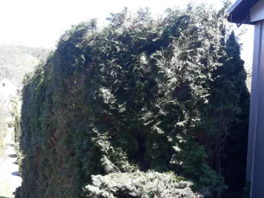 Ďalšie časť živého plota pred strihaním.