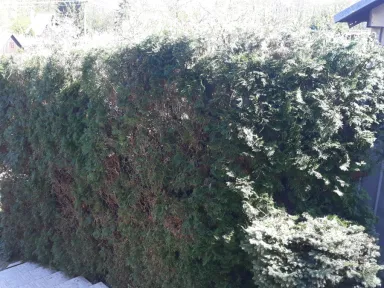 Ostrihanáý živý plot. 