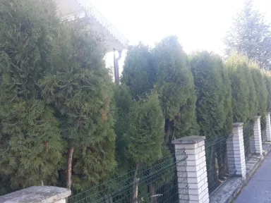 Pravá časť plota pred začiatkom strihania. 