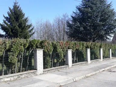 Zostrihaný plot z tují odrody Smaragd. Naozaj radikálny rez. 