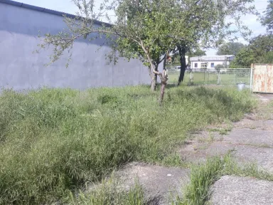 Predná časť záhrady pred začiatkom kosenia. 