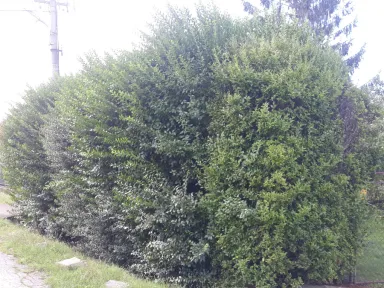 Záber na rozrastený živý plot.