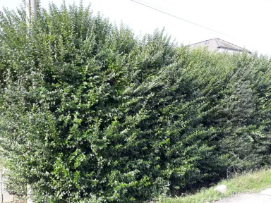 Živý plot je tak rozrastený, že nie je vidieť ani priľahlý dom.