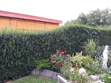 Stredná časť plotu pred strihaním.