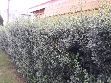 Pohľad na neostrihaný živý plot smerom do ulice.