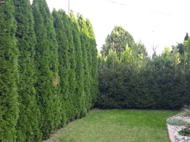 Ľavá časť živého plotu pred strihaním.