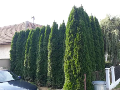 Pravá časť plotu pred strihaním. 