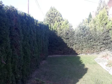 Ľavá časť živého plotu po zostrihaní.