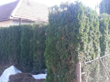 Pravá časť živého plotu po zostrihaní.